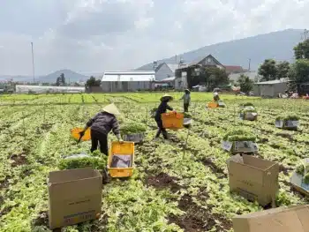 local farmer in dalat