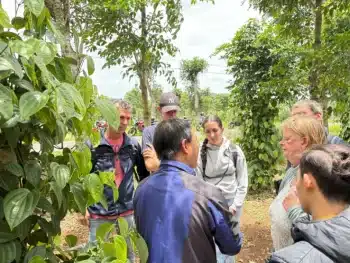 talking about pepper vine